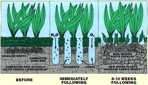 Benefits of Lawn Aeration / Core Aeration