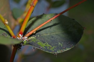 Scale and Sooty Mold on Tree