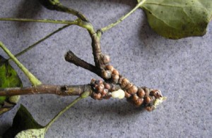 Scale Mold on Tree