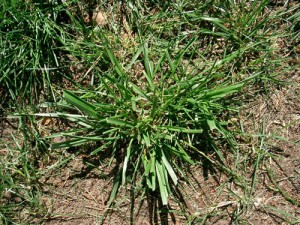 Crabgrass in Lawn and Turf! Clawson MI