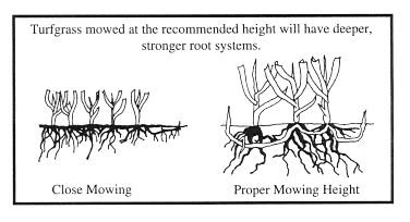 Lawn Cutting 3" Height