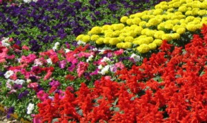 Annual and Perennial Garden Flowers in Troy, Birmingham, Royal Oak, Bloomfield, and Rochester MI