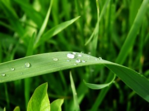Lawn Fertilization Beverly Hills MI Fertilizer Royal Oak MI, Troy MI, Birmingham MI, Beverly Hills MI
