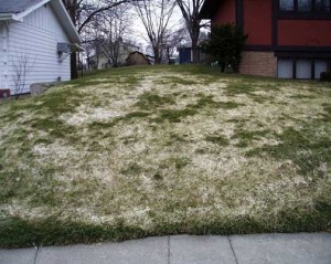 Snow Mold Treatment and Fungicides