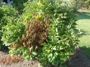 remove dead portions of this bush to promote growth of the healthy part of the shrub, Clawson MI