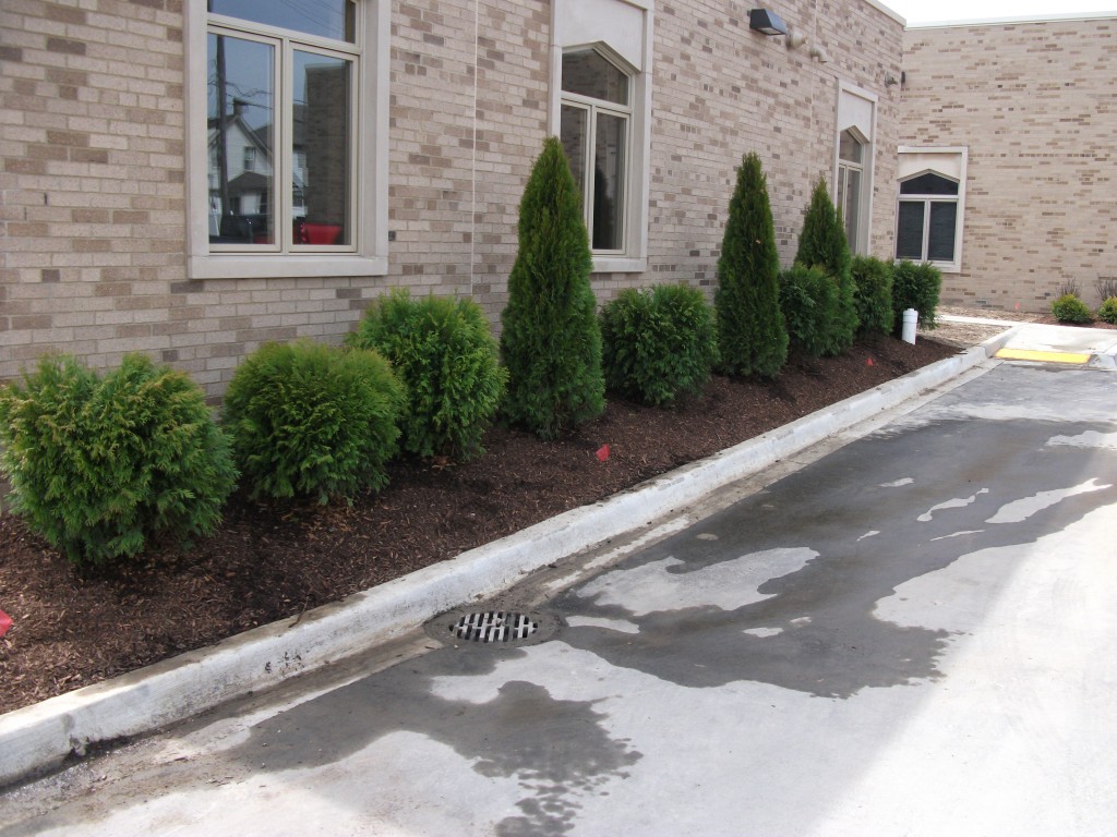 globe and traditional arborvitae just starting to look a bit shaggy for the season 